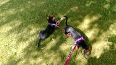 WP_20130808_005-DogsAtBKE.jpg